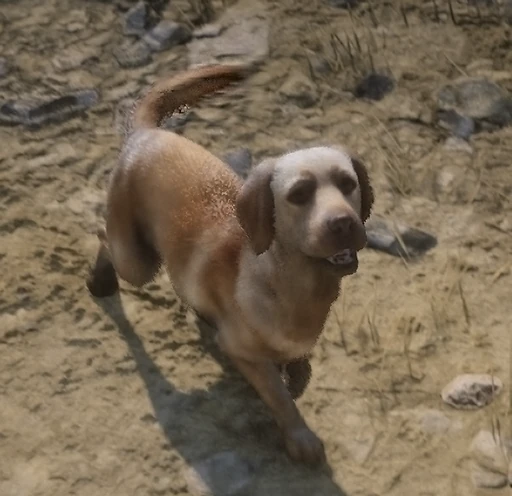 Rufus