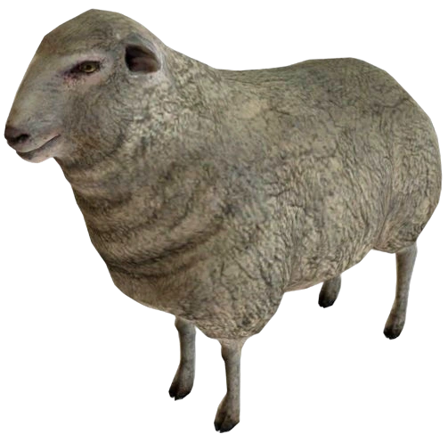 Sheep