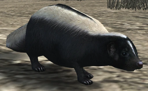 Striped Skunk