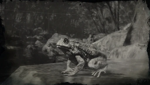Western Toad