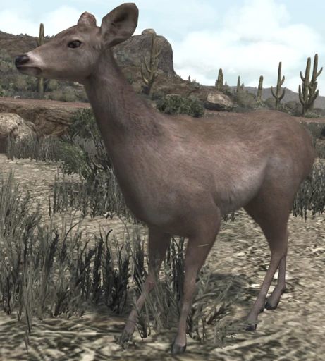 White-Tailed Deer