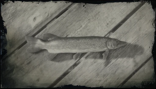 Chain Pickerel