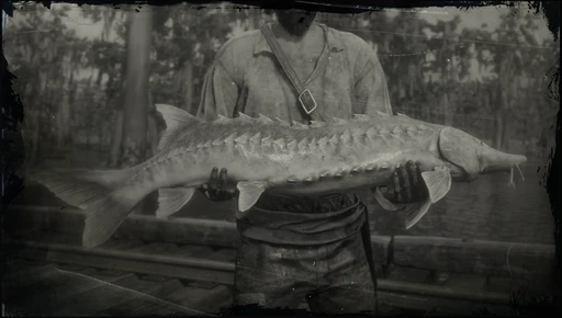Lake Sturgeon
