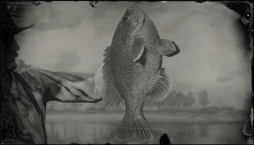 Legendary Bluegill
