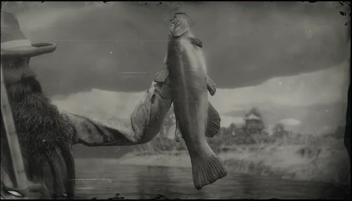 Legendary Bullhead Catfish
