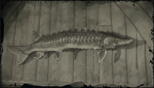 Legendary Lake Sturgeon