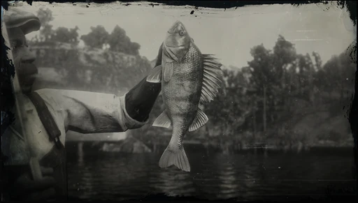 Legendary Perch