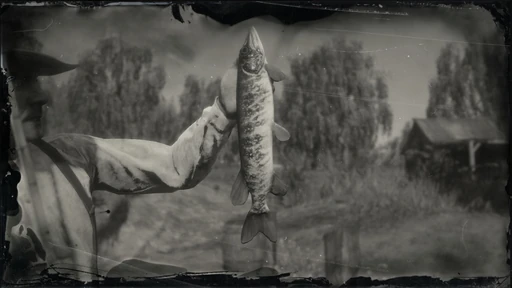 Legendary Redfin Pickerel