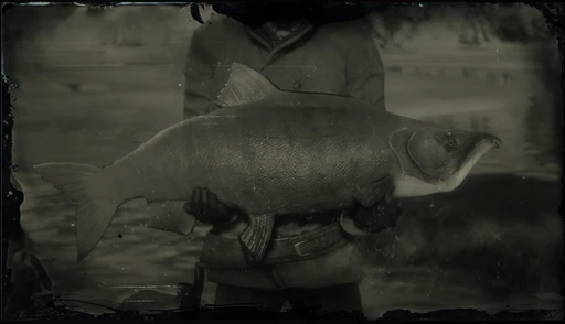 Legendary Sockeye Salmon