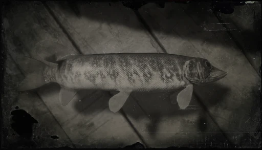 Redfin Pickerel