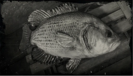Rock Bass