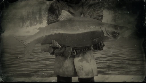 Sockeye Salmon