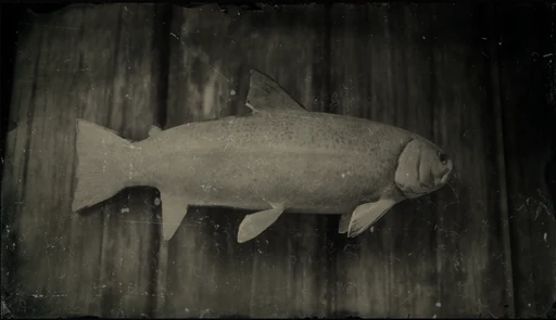 Steelhead Trout