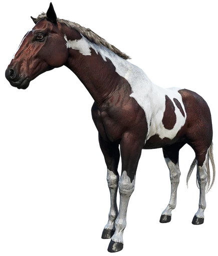 American Paint