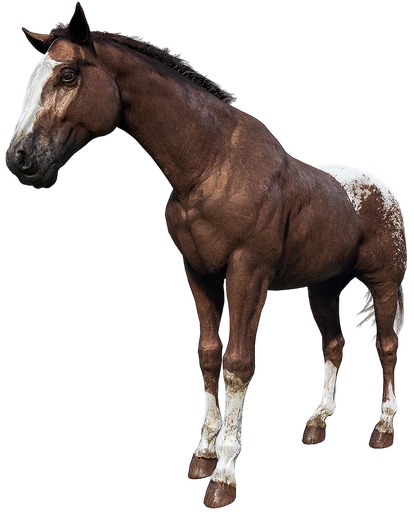 Appaloosa