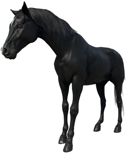Arabian