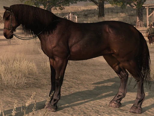 Dutch Warmblood