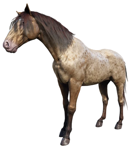 Missouri Fox Trotter