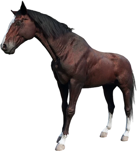 Thoroughbred