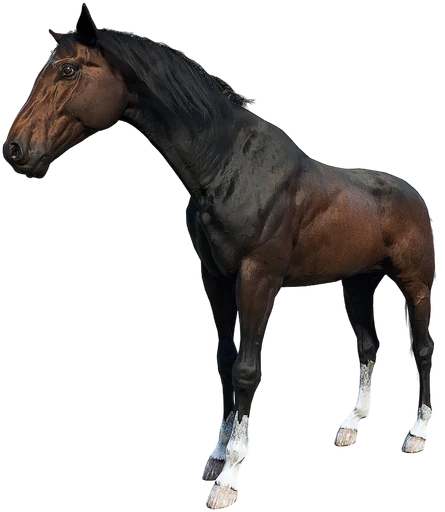 Turkoman