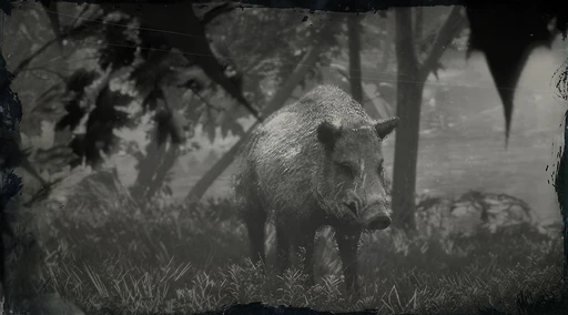 Legendary Boar