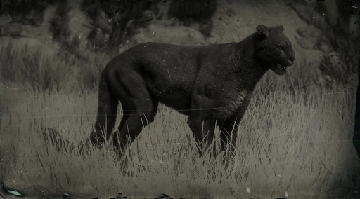 Legendary Cougar