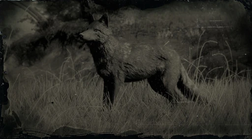Legendary Coyote