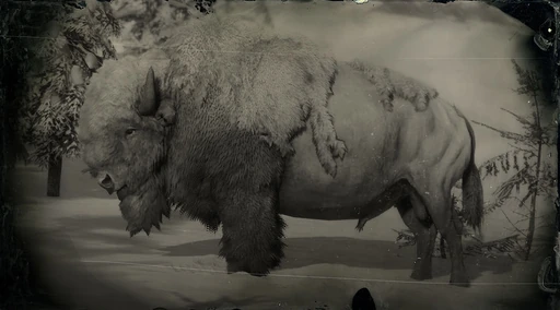 Legendary White Bison