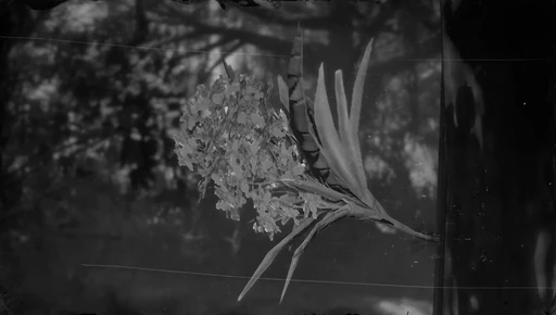Cigar Orchid