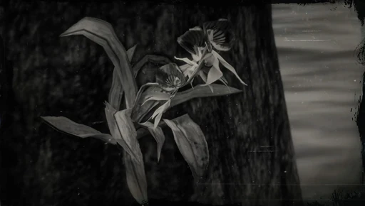 Clamshell Orchid