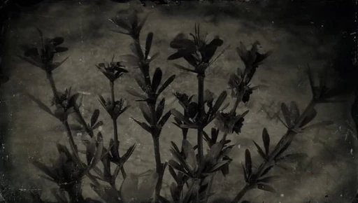 Creeping Thyme