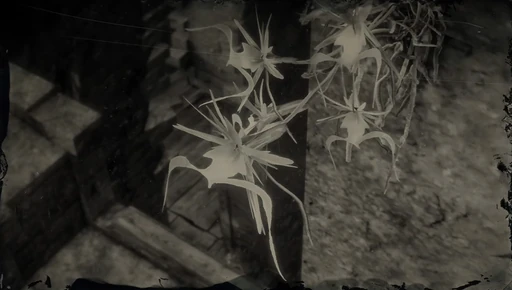 Ghost Orchid