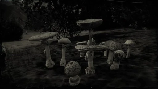 Parasol Mushroom