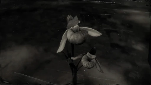 Queens Orchid