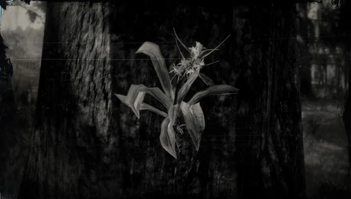 Spider Orchid