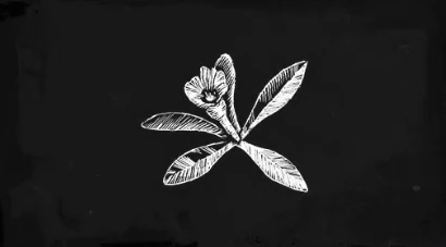 Vanilla Flower