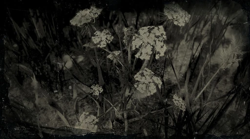 Wild Carrot