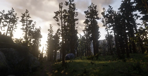 Tall Trees