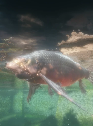 Red Eyed Carp