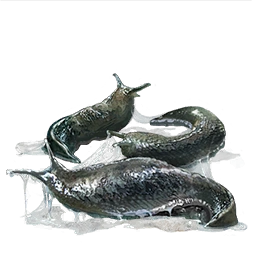 Precious Bait