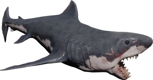 Shark