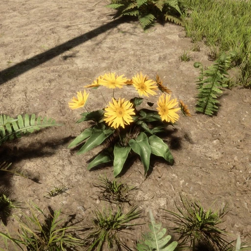Arrowleaf