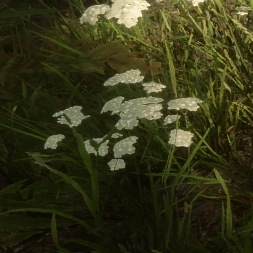 Yarrow
