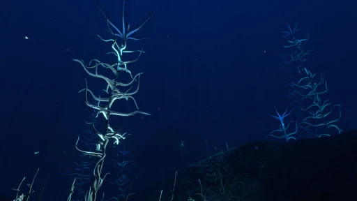 Deep Blood Kelp Zone