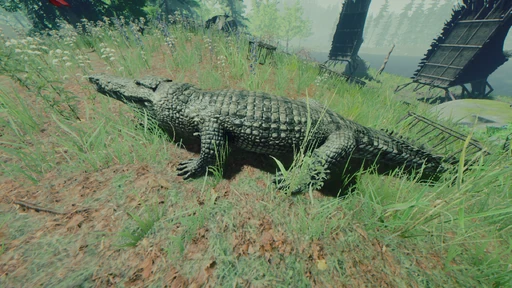 Crocodile