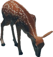 Deer