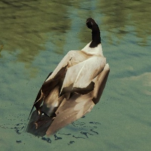 Goose