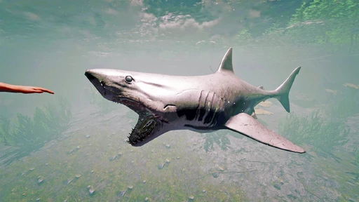 Shark