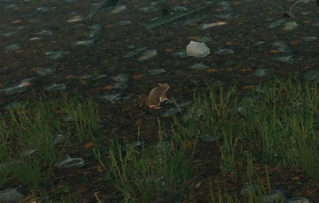 Squirrel