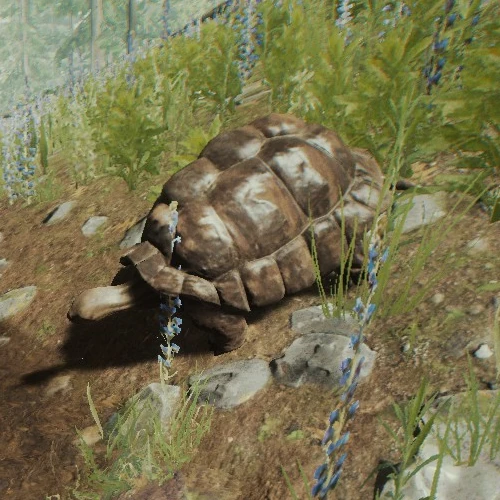 Tortoise